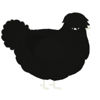 A black chicken with a lace pattern