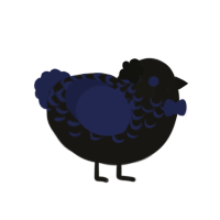 A sable and navy chicken with a half-lace pattern