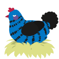 A sapphire and sable chicken with a bar pattern