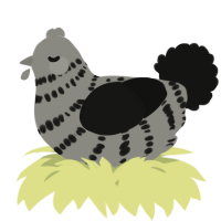 A ash and black chicken with a bar pattern