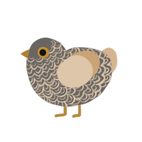 Savanah, a grey and beige chicken with a double-lace pattern