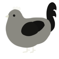 A ash and black chicken