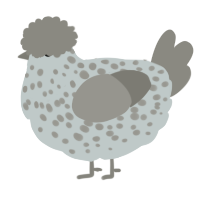 A silver and ash chicken with a speckle pattern