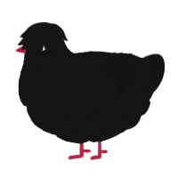 A black chicken with a lace pattern