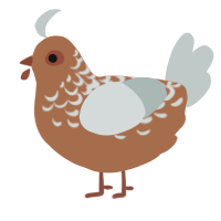 A brown and silver chicken with a half-lace pattern