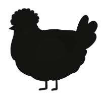 A black chicken