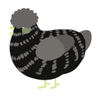 A black and grey chicken with a bar pattern