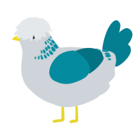 A mist and sea chicken with a neck-band pattern