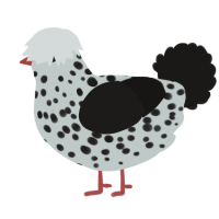 A silver and sable chicken with a speckle pattern