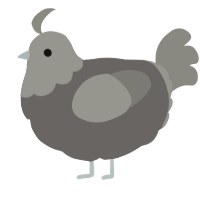 A grey and ash chicken with a head pattern