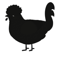 A black chicken with a lace pattern
