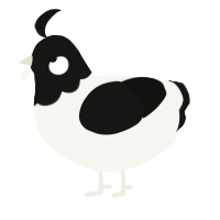A white and black chicken with a head pattern