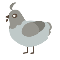 A silver and ash chicken with a head pattern