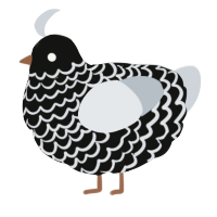 A black and mist chicken with a lace pattern