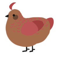 A brown and red chicken with a half-lace pattern
