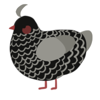 A black and ash chicken with a lace pattern