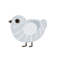 Ghost, a mist chicken with a bar pattern