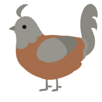 A brown and ash chicken with a head pattern