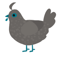 A grey chicken with a speckle pattern