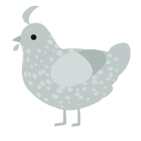 A silver chicken with a speckle pattern