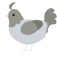 A mist and ash chicken with a head pattern