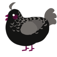 A black and grey chicken with a half-lace pattern
