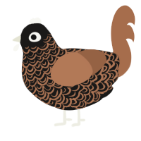 A sable and brown chicken with a double-lace pattern