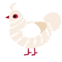 A cream chicken with a bar pattern