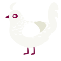 A white chicken with a half-lace pattern