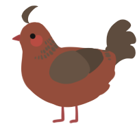 A russet and bark chicken with a neck-band pattern