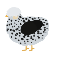 A mist and black chicken with a speckle pattern