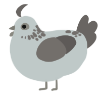 A silver and grey chicken with a neck-speckle pattern
