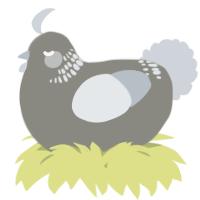 A ash and mist chicken with a neck-band pattern