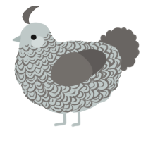 A silver and grey chicken with a double-lace pattern