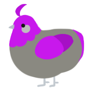 A ash and amethyst chicken with a head pattern