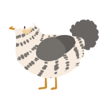 A cream and grey chicken with a bar pattern
