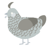 A silver and ash chicken with a lace pattern