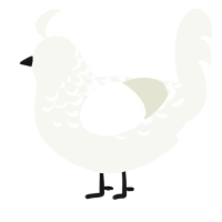 A white chicken with a half-lace pattern