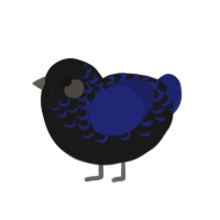 (unnamed), a sable and navy chicken with a half-lace pattern