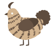 A beige and bark chicken with a bar pattern