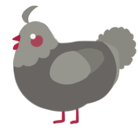 A grey and ash chicken with a head pattern
