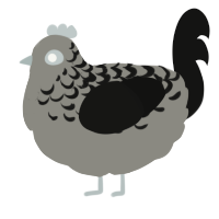 A ash and black chicken with a half-lace pattern
