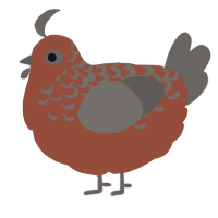 A russet and grey chicken with a half-lace pattern