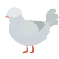 A mist and silver chicken with a half-lace pattern