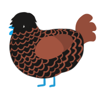 Z, a sable and russet chicken with a lace pattern