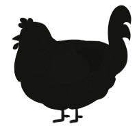 A black chicken with a half-bar pattern