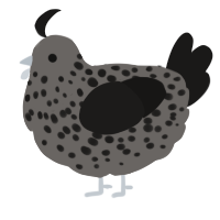 A grey and sable chicken with a speckle pattern