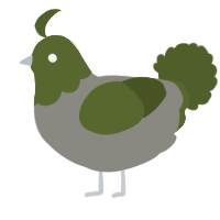 A ash and olive chicken with a head pattern