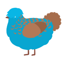 A cerulean and brown chicken with a half-lace pattern