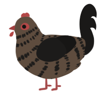 A bark and sable chicken with a bar pattern